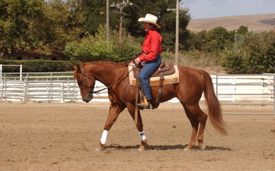 Softening Your Horse